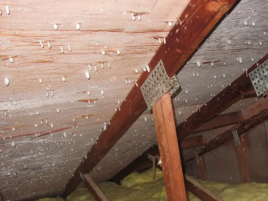 Water droplets on the underside of roof sheathing and rafters in an attic after a roof leak
